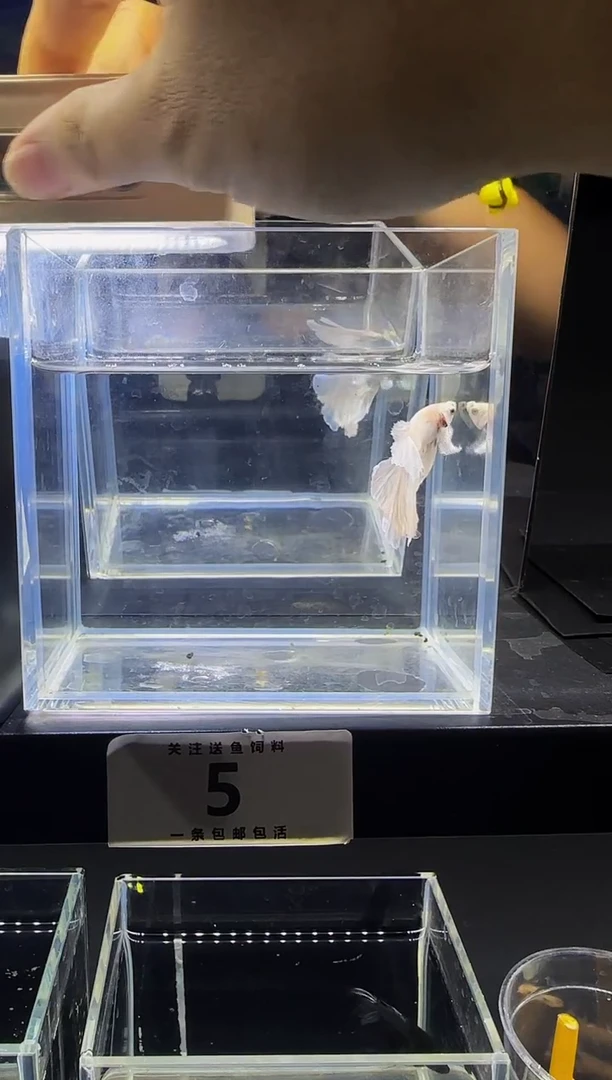 斗鱼斗鱼竟拍链接005