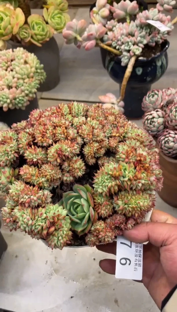 【闪购商品】76拿铁缀不包损