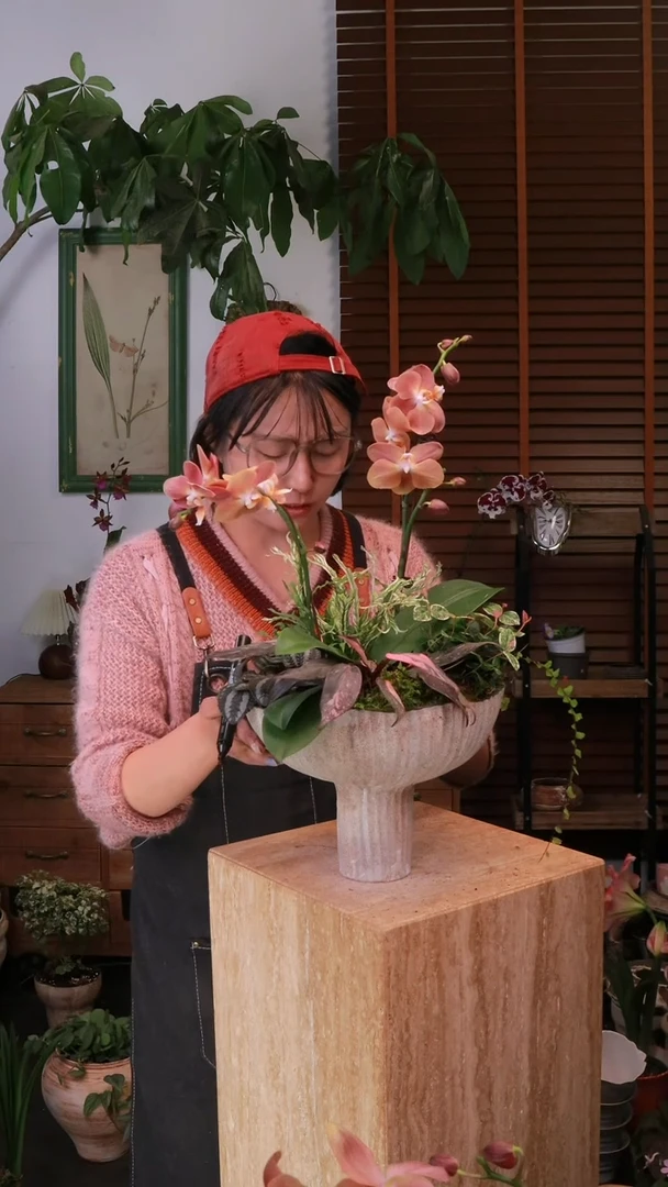 无花朵 蝴蝶兰 带盆 顺丰包邮 不包售后