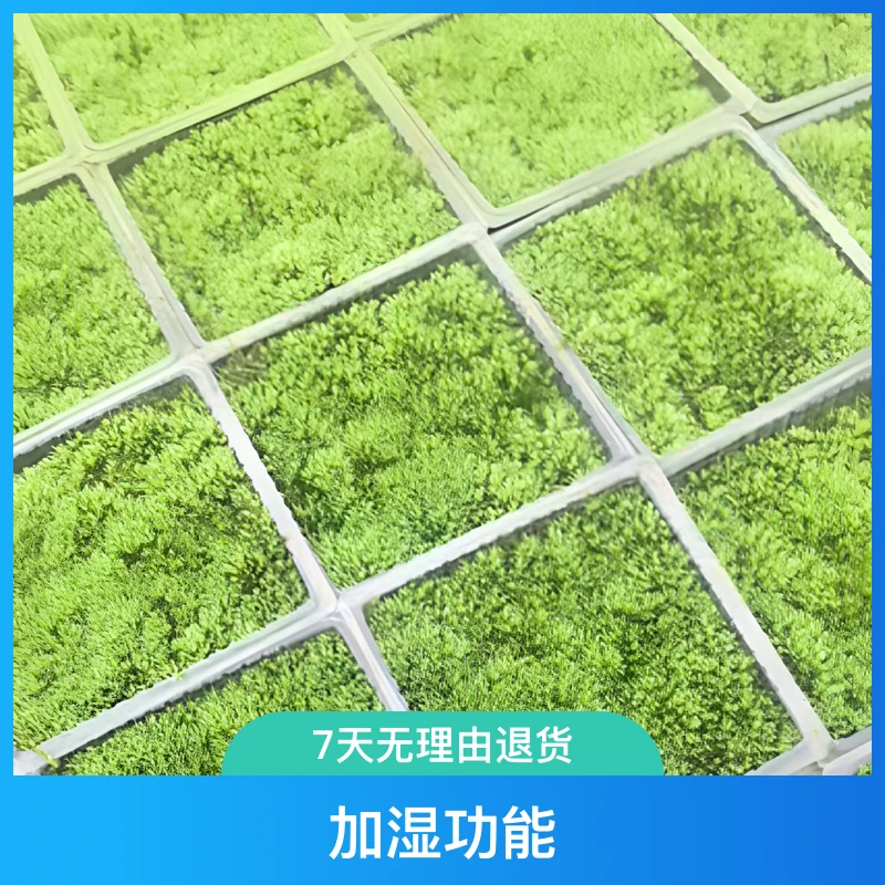 人工鲜活驯化精品白发苔藓盆景铺面青苔微景观造景珍珠草植物盆景