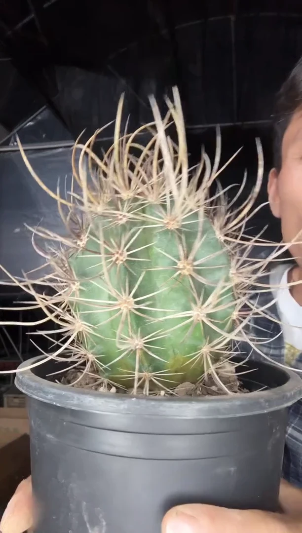 自根林氏幻虾69.99