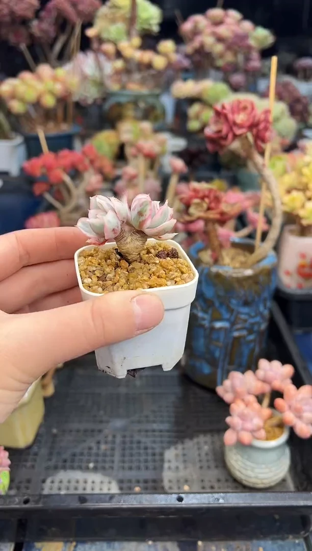 【闪购商品】830不带盆