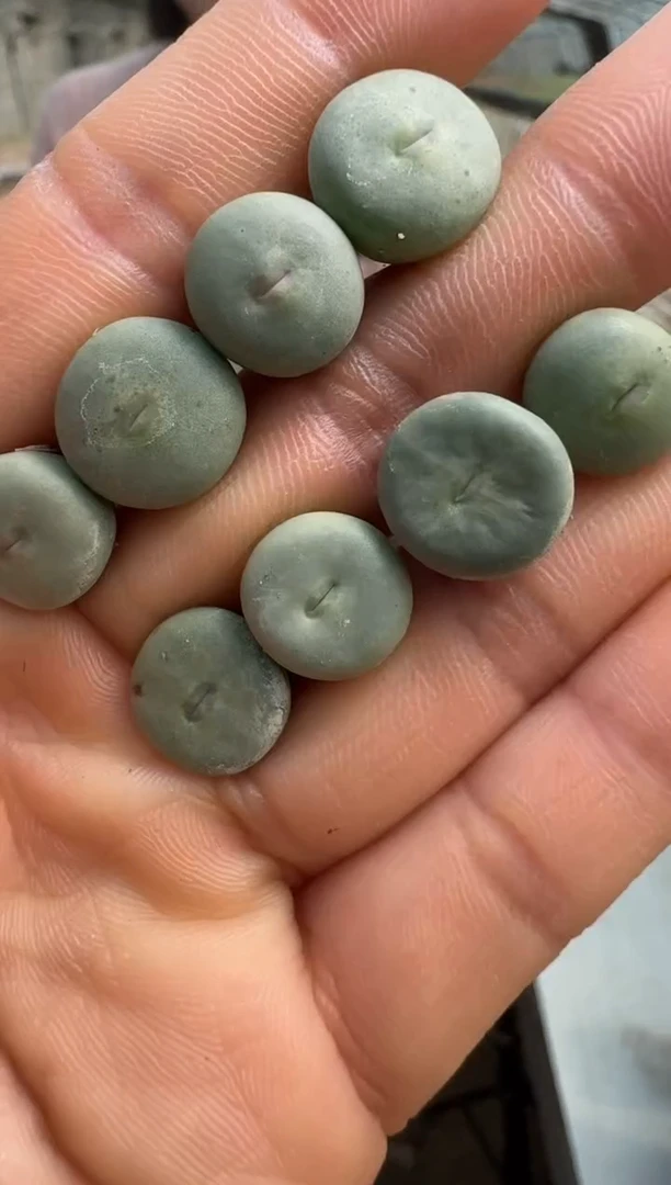 【闪购商品】1/23-36歌姬一颗