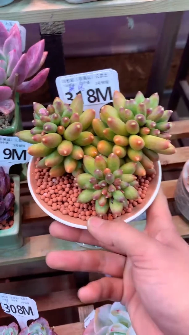 318M（一物一拍，精品多肉，所见即所得 ）