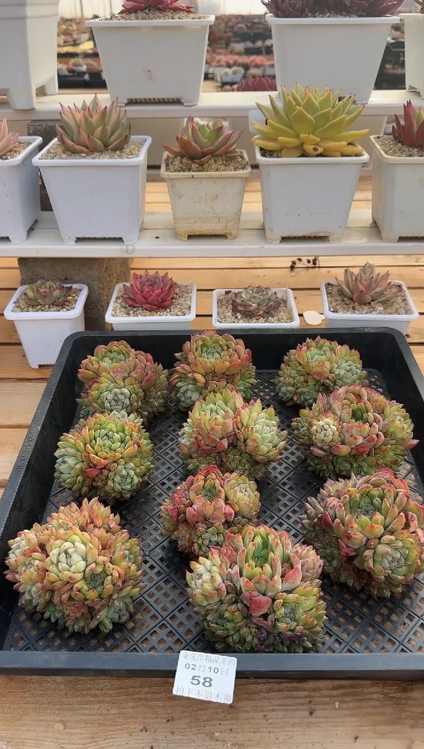 【闪购商品】0210-58雪花珍妮整桩无砍（量拍）