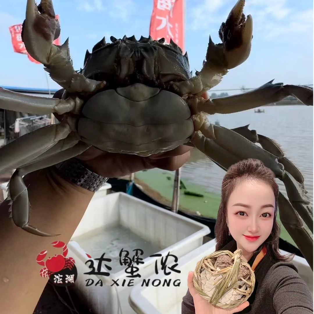【活蟹】达蟹侬沱湖大闸蟹2.5两母蟹8-10只装