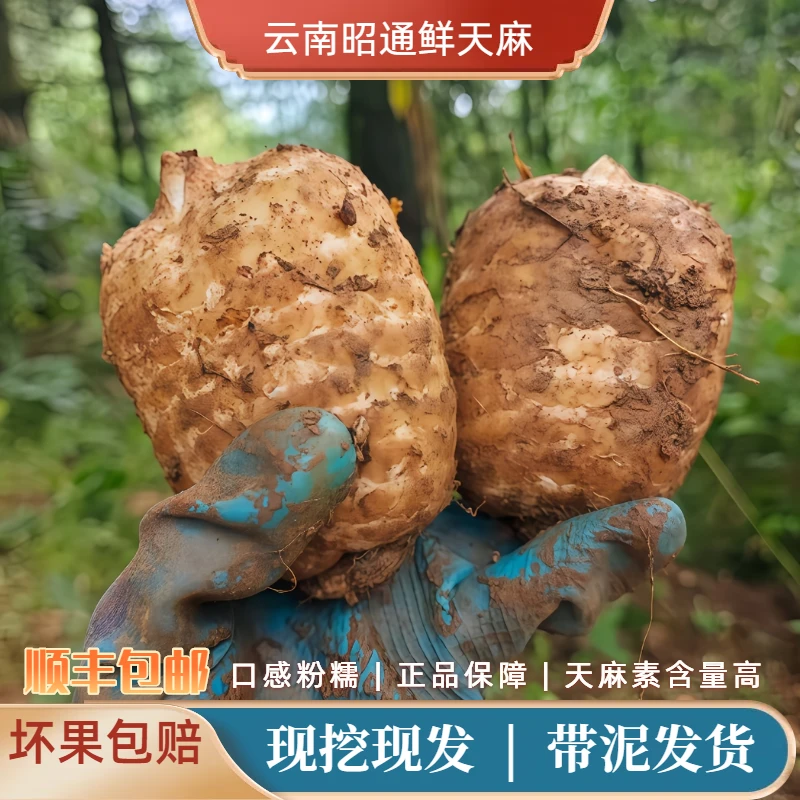 铭为鲜天麻云南昭通小草坝林下仿野种植鲜乌天麻顺丰包邮当季采挖