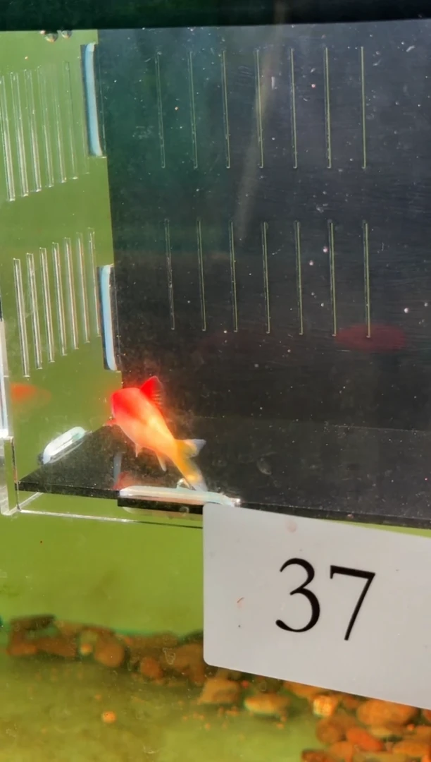 灯科鱼€*§【37号 黄金一眉   6.5cm+ 】 1条