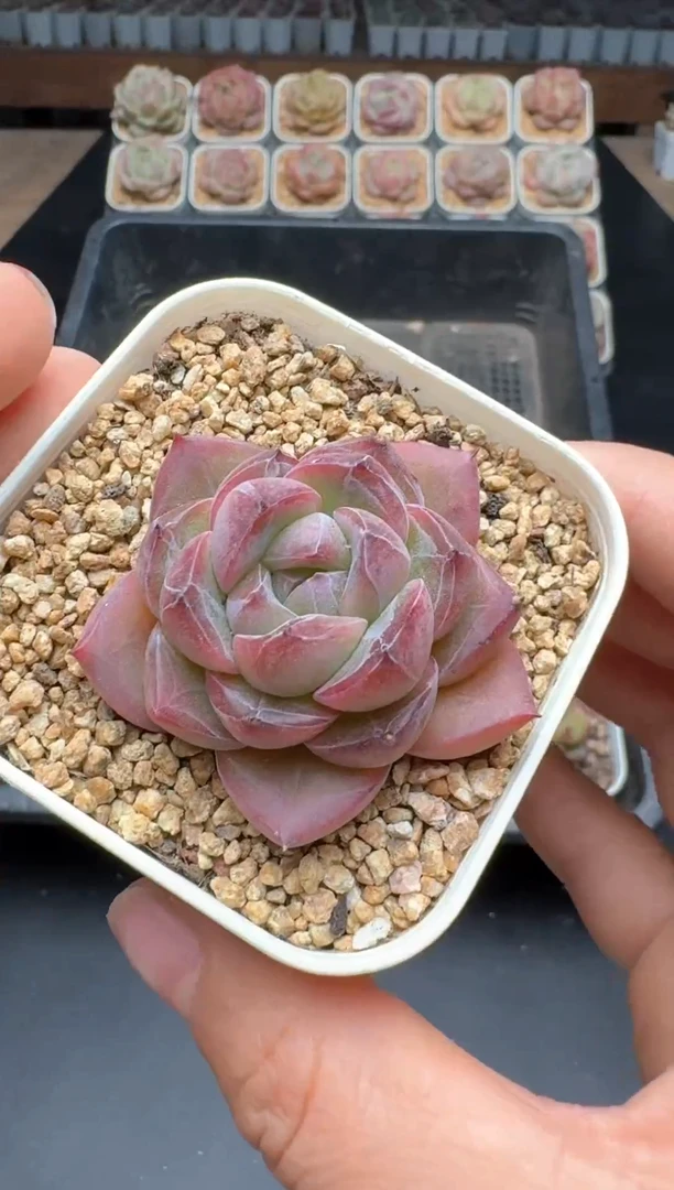 【闪购商品】434E号一物一拍多肉花卉植物3颗起发