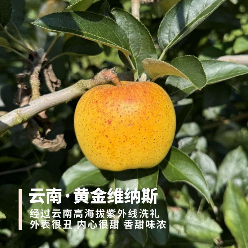 黄金维纳斯苹果 云南 外皮丑厚 内心很甜硬脆 香味很浓 小果3斤装