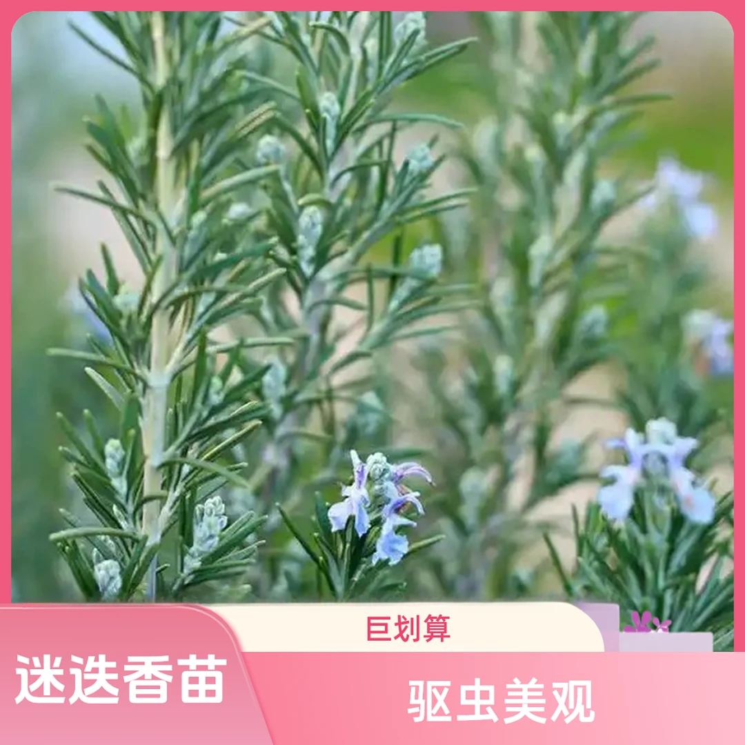 带香味迷迭香盆栽室内绿植净化空气驱蚊虫花卉小黑方苗