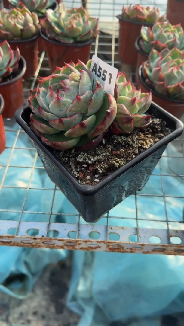 【闪购商品】A551惊鸿仙子（裸根发货）（不包整）