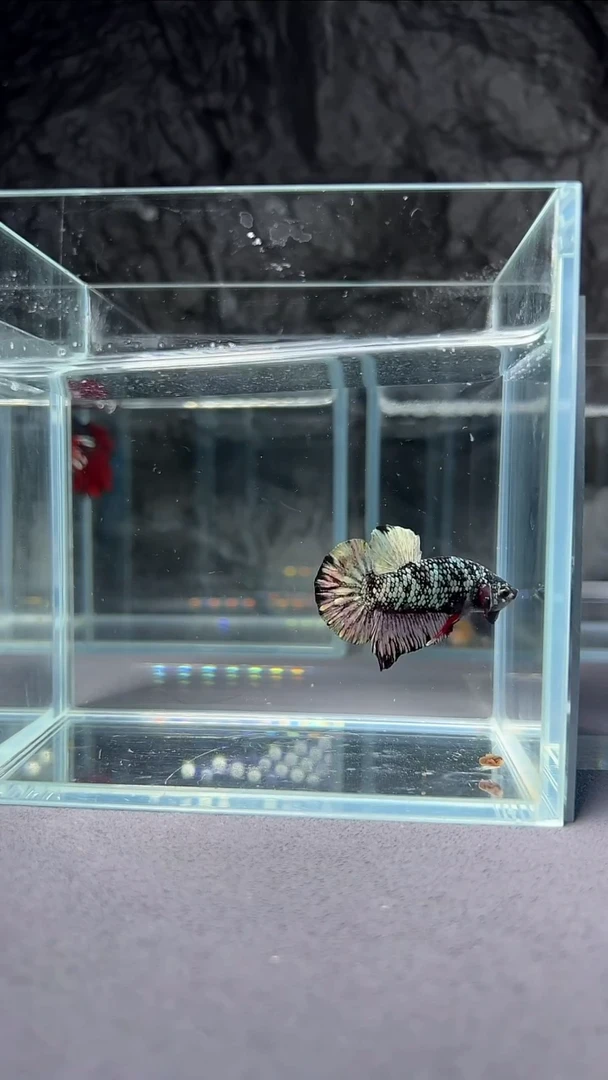 斗鱼斗鱼精品印尼斗鱼【竞拍链接】