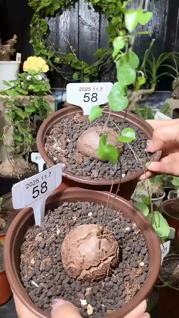 58号1107福利南非龟甲龙买一送一