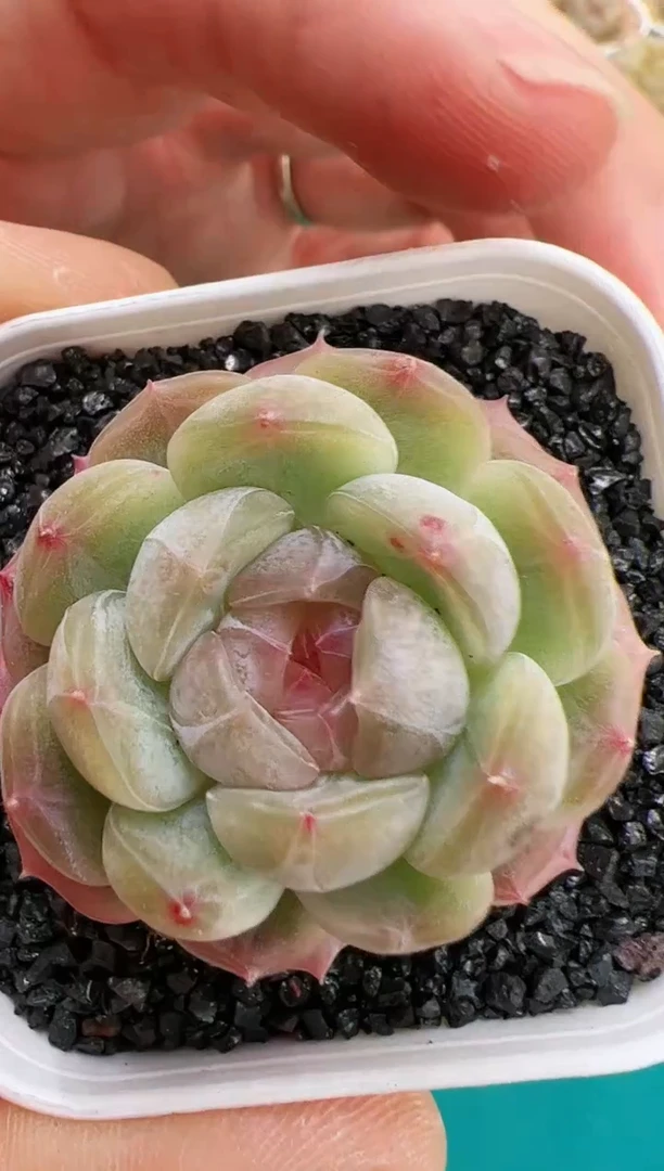 【闪购商品】单头白恋一颗