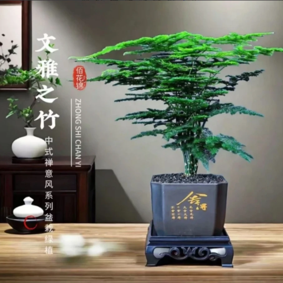 文竹盆栽室内绿植文竹办公室桌面好养植物茶台高档植物四季常青