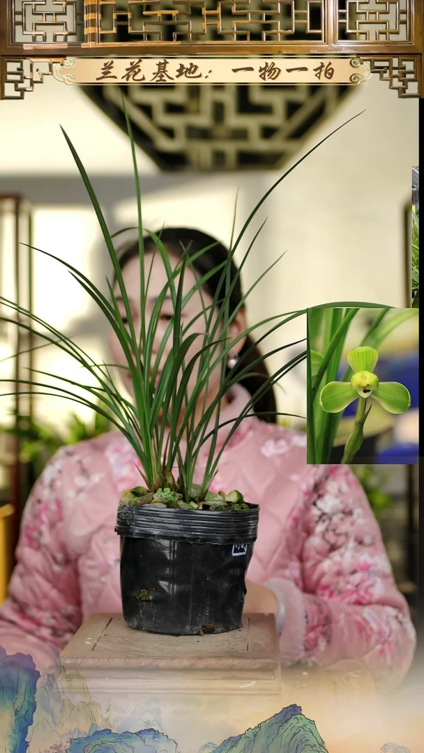 全部花苞春兰圆梅