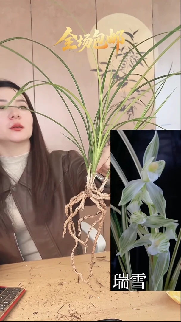 当前无花栽培后可以开花：瑞雪