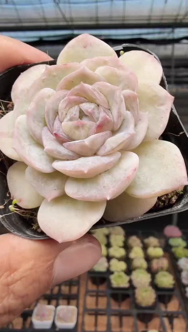 东云多肉园新款-310