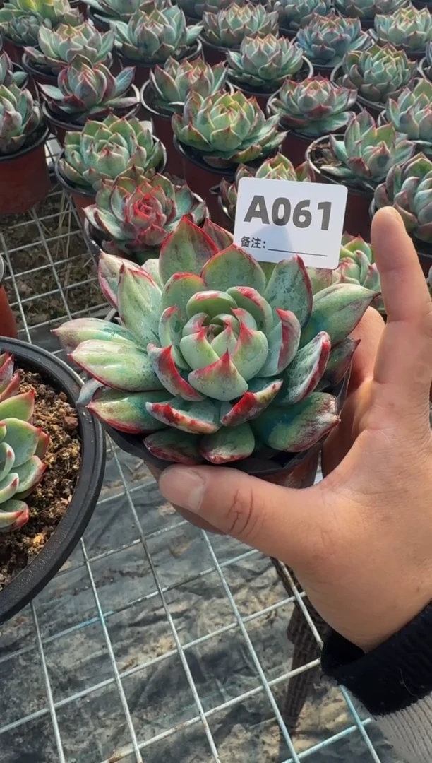 【闪购商品】A061惊鸿仙子（裸根发货）