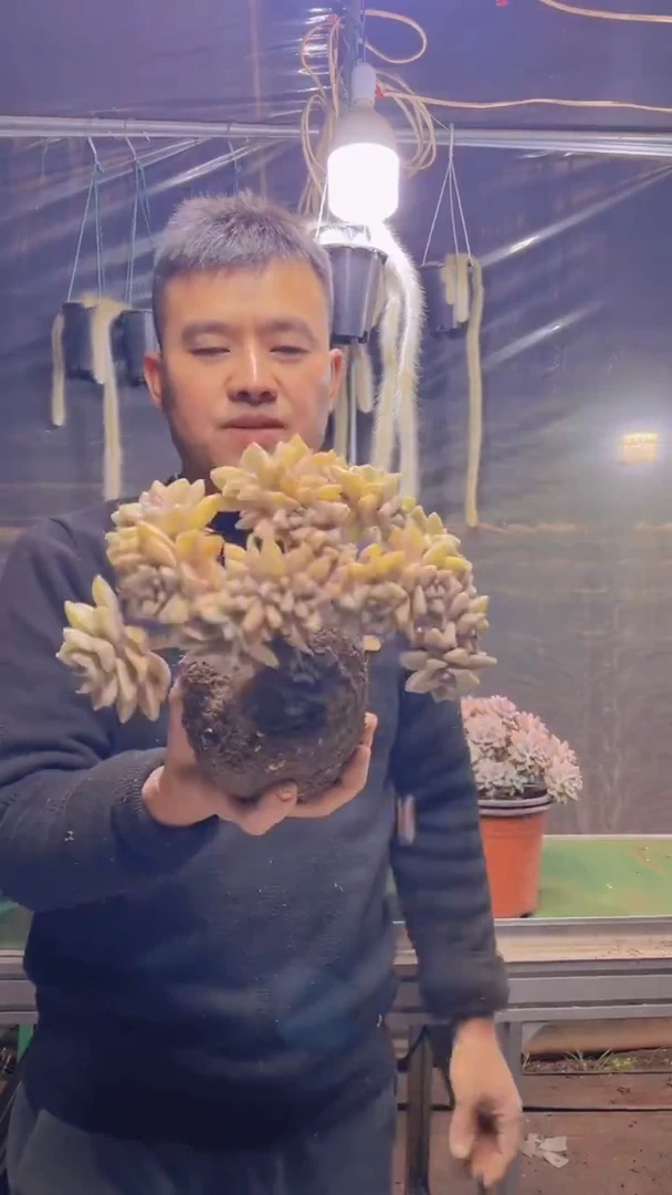 195淡雪缀化一物一拍