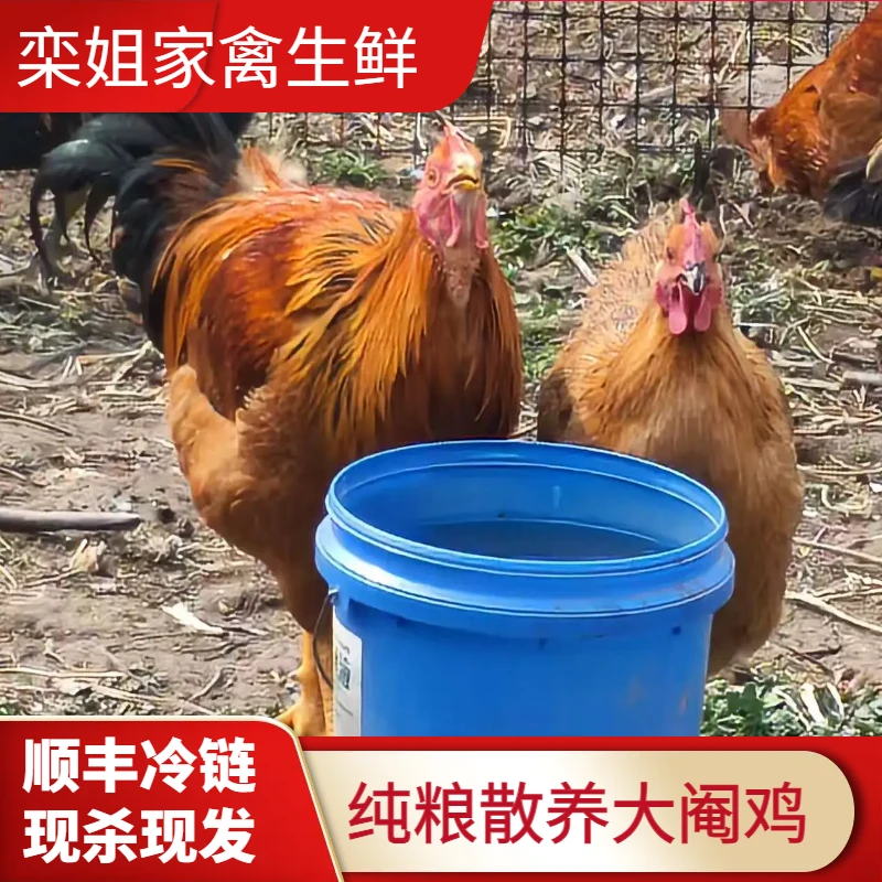 【老母鸡+大阉鸡】两只自家农场散养土鸡新鲜现杀