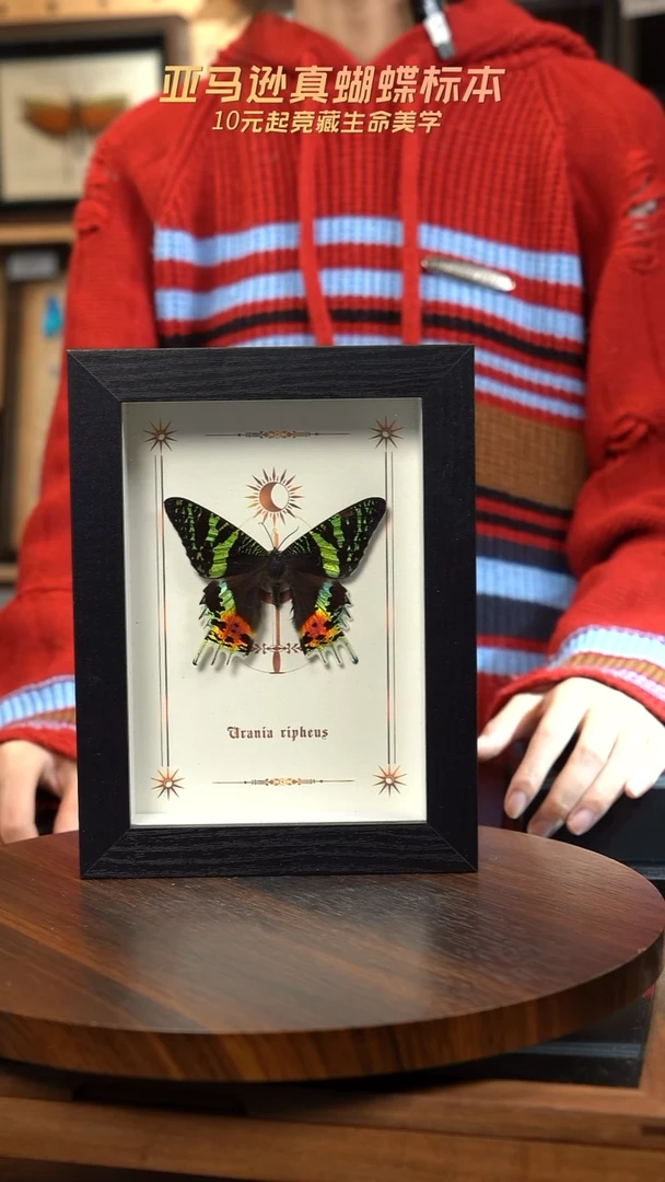 太阳蛾图腾款7寸竖框