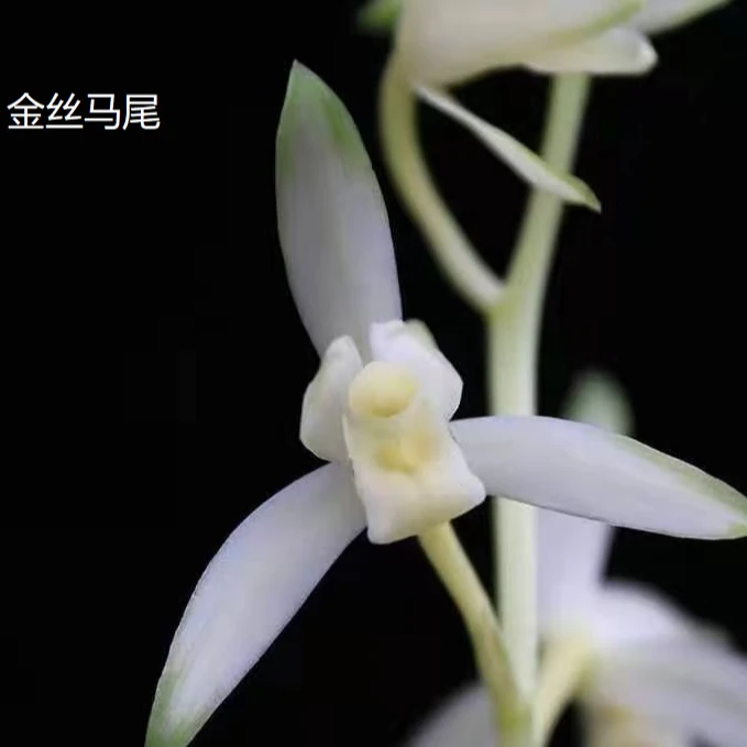 【建兰金丝马尾】1-2苗苗圃人工种植花卉盆栽基地直发