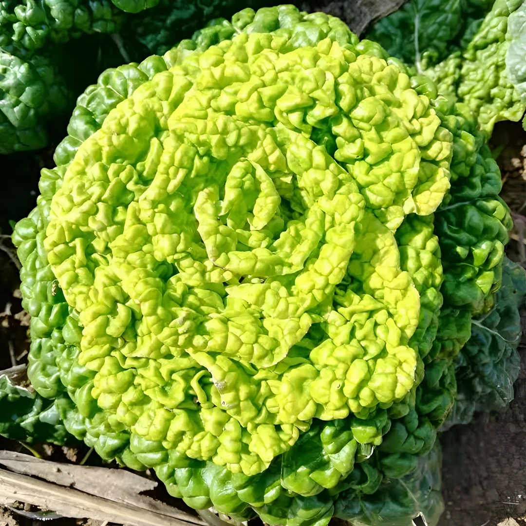 黄心乌菜乌塌菜种子四季白菜冬天青菜蔬菜子黑菜秋冬季菜籽盆栽