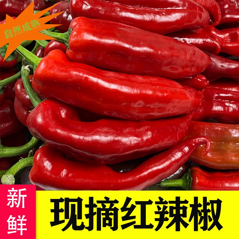 红辣椒新鲜农家自种薄皮红泡椒大红尖椒灯笼椒剁椒辣椒酱微辣