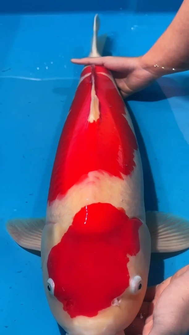 锦鲤佛山金隆锦鲤直播专用闪购链接，不支持7天无理由退货退款