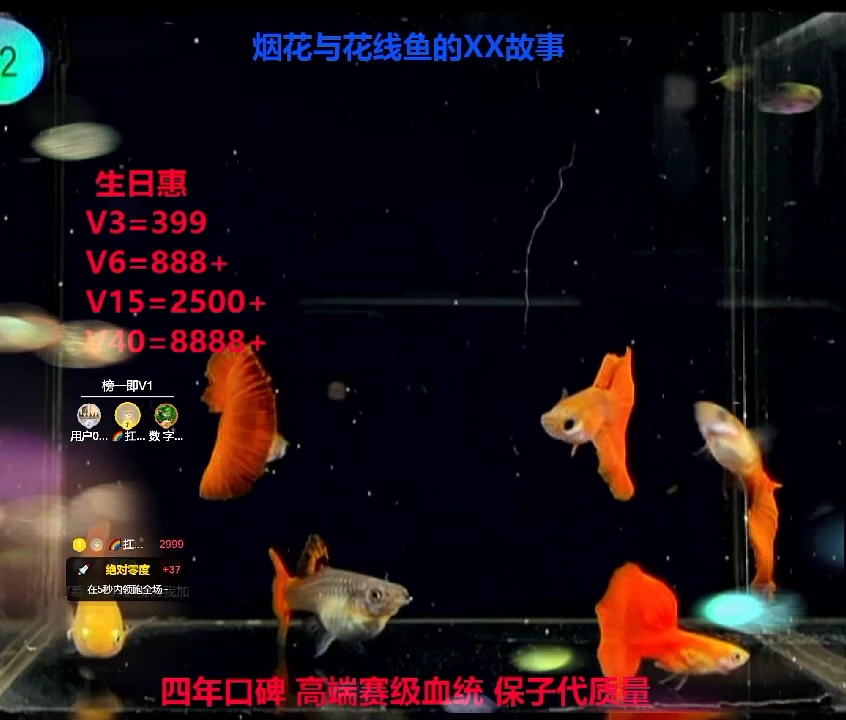 孔雀鱼艾尔银大背黄化野生的练手2对