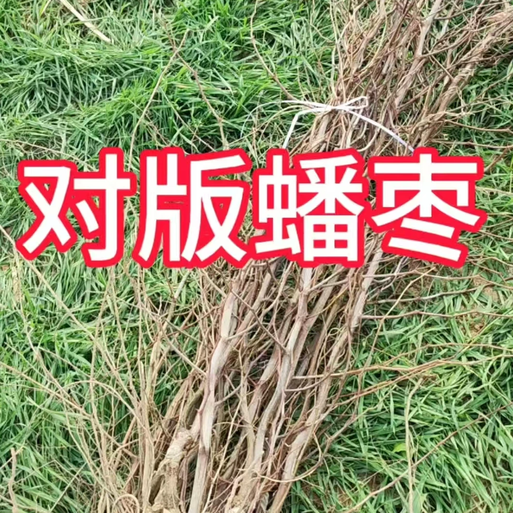 蟠枣庭院绿植盆栽观花观果种苗一物一拍
