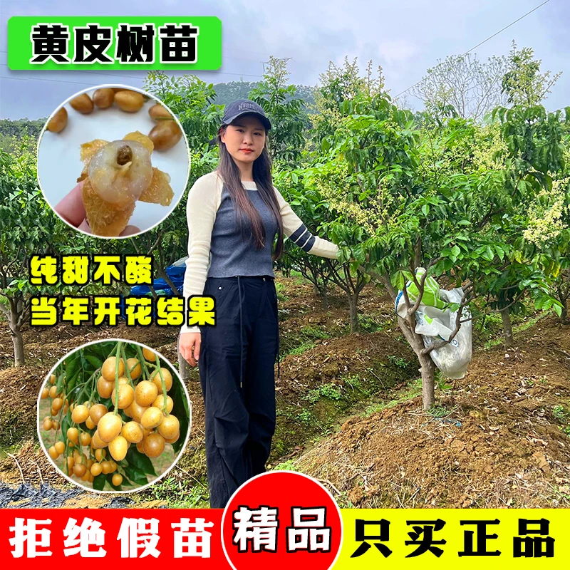 广西鸡心黄皮果树果苗纯甜正宗大苗带土带叶种植南方盆栽庭院地栽