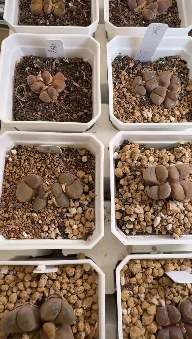 175多肉植物蛋糕一颗