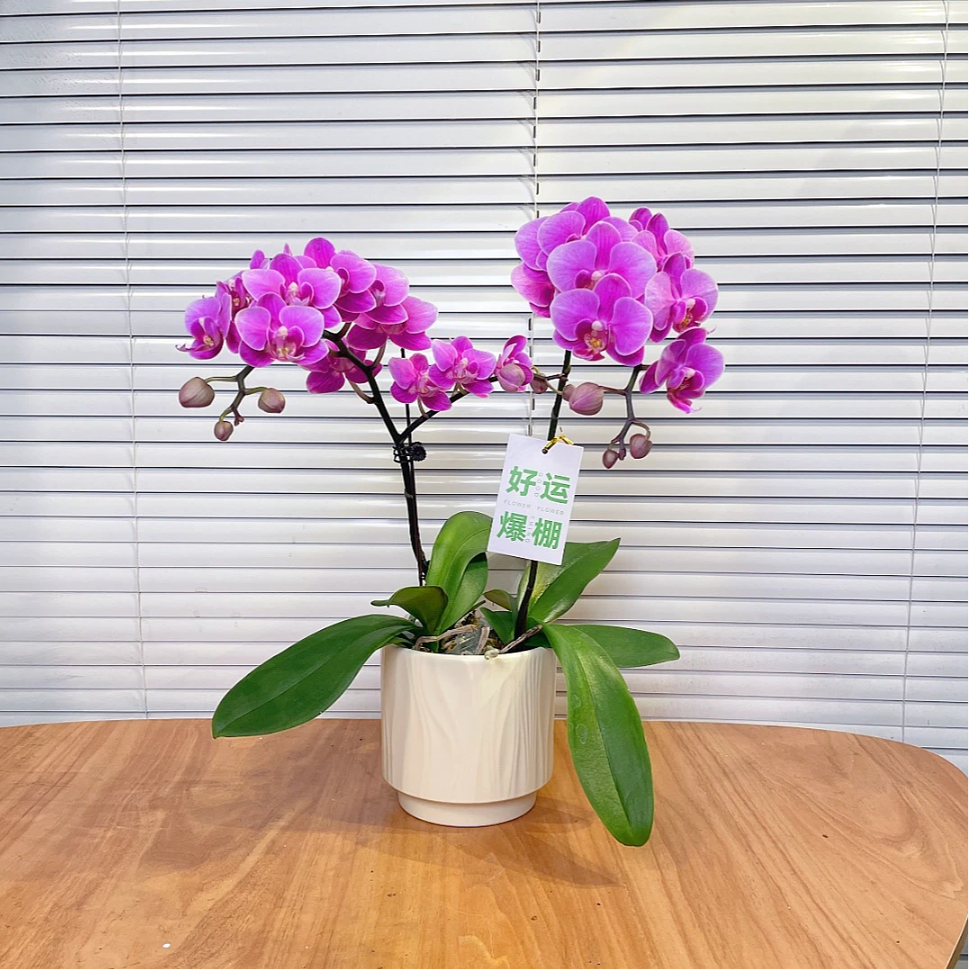 【紫霞仙子-蝴蝶兰】爆花型 高端鲜花 定制款 易养花期长 绿植盆栽