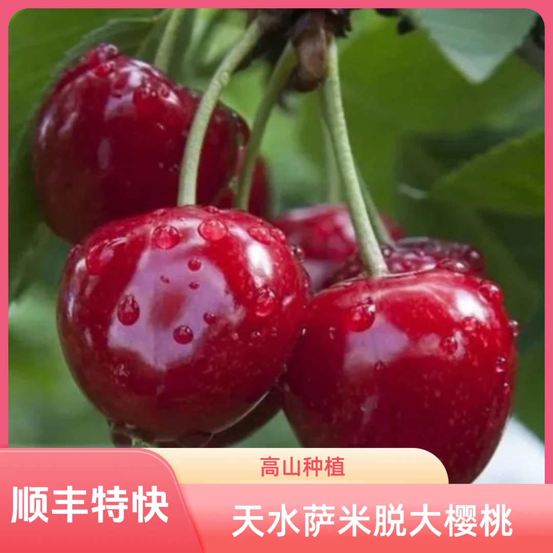 【甘肃省外拍】天水露天萨米脱大樱桃产地直发现摘现发