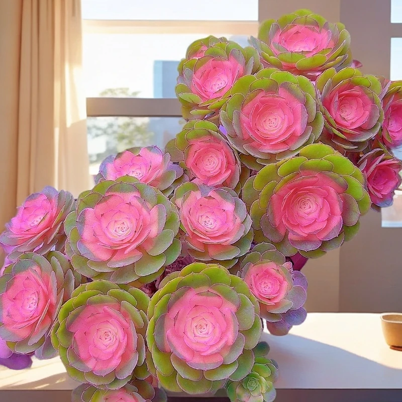 三岁家 香槟法师 两颗（带盆发） 多肉植物 美观 星花怒放