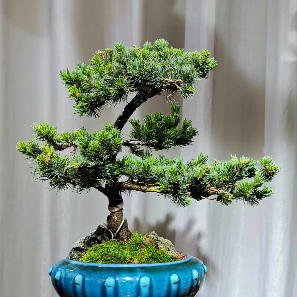 花卉绿植一物一拍