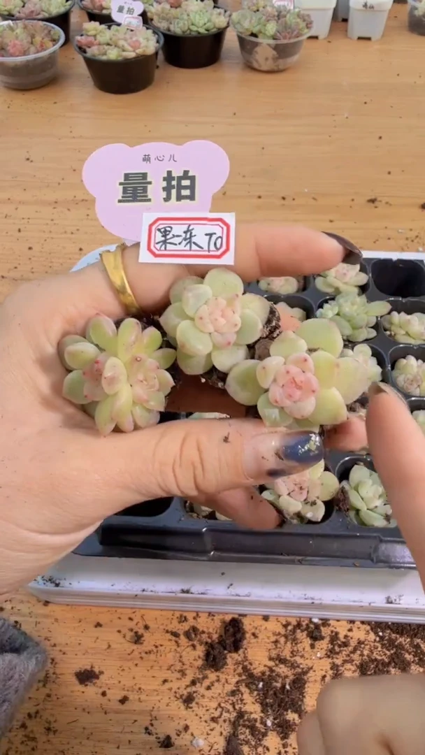 T0单双混 3颗量拍混发 满9.9包邮