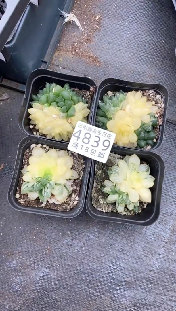 4839特价七方玉露有瑕疵发货1盒量拍