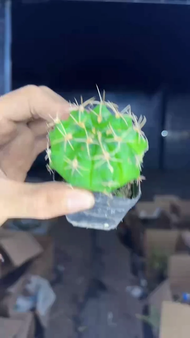 6颗 龟甲牡丹【没出状态