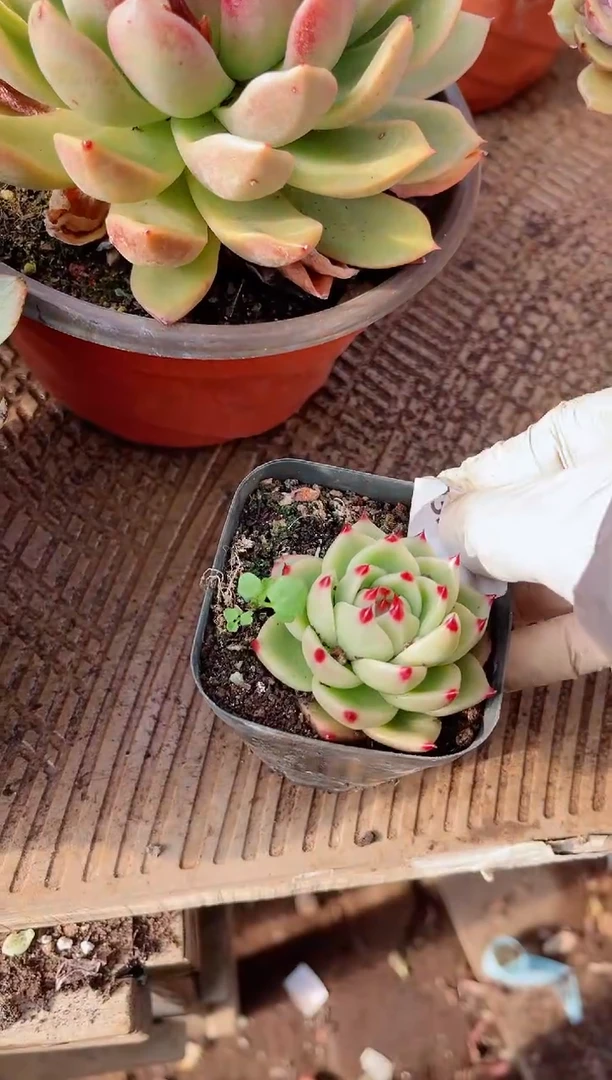 【闪购商品】23284