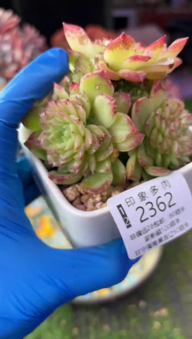 昆明印象多肉2362