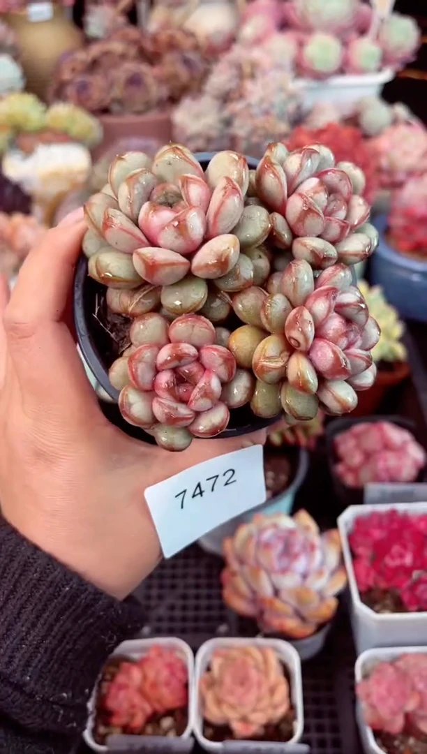 【闪购商品】7472群生葡萄多肉