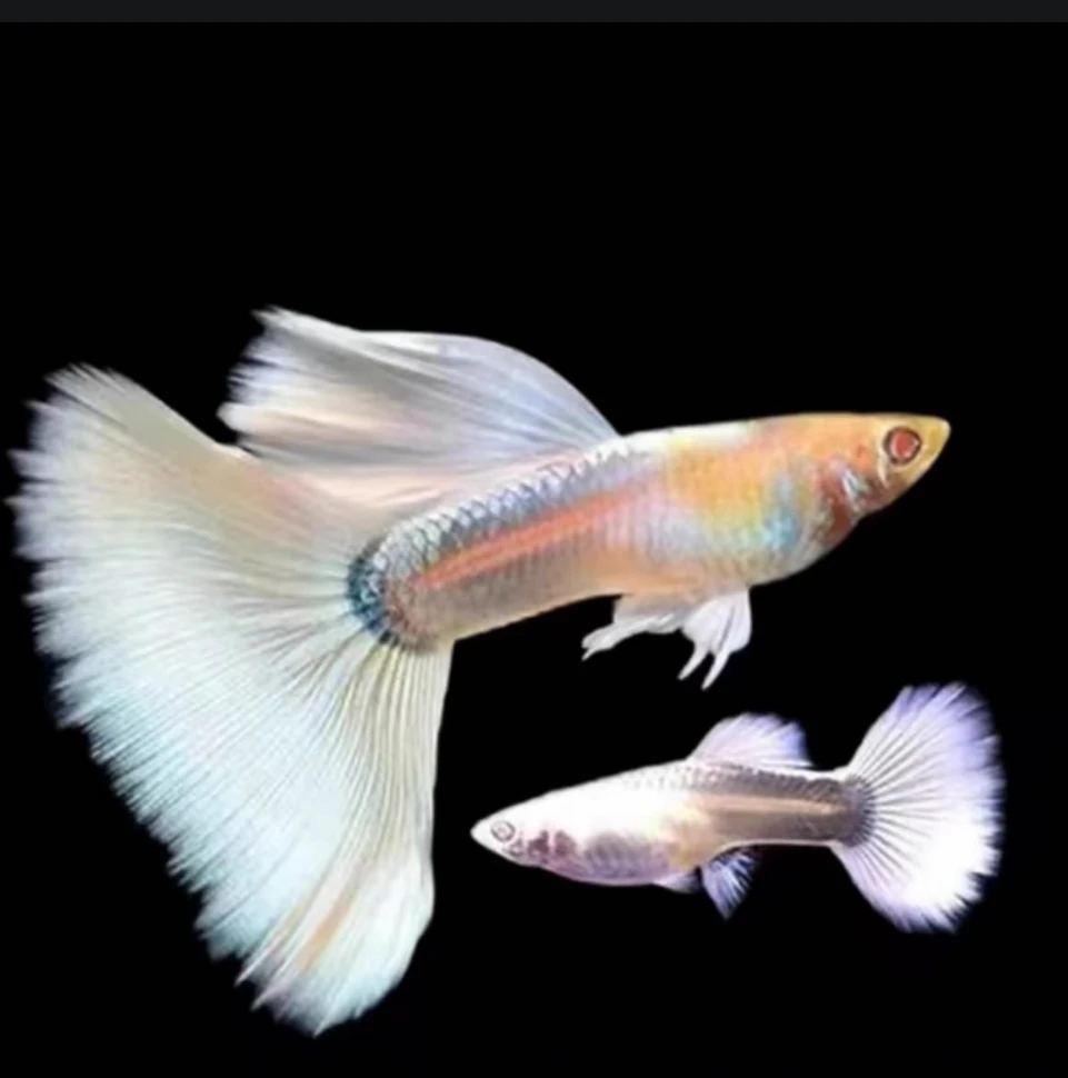 白金礼服种鱼3-5厘米左右