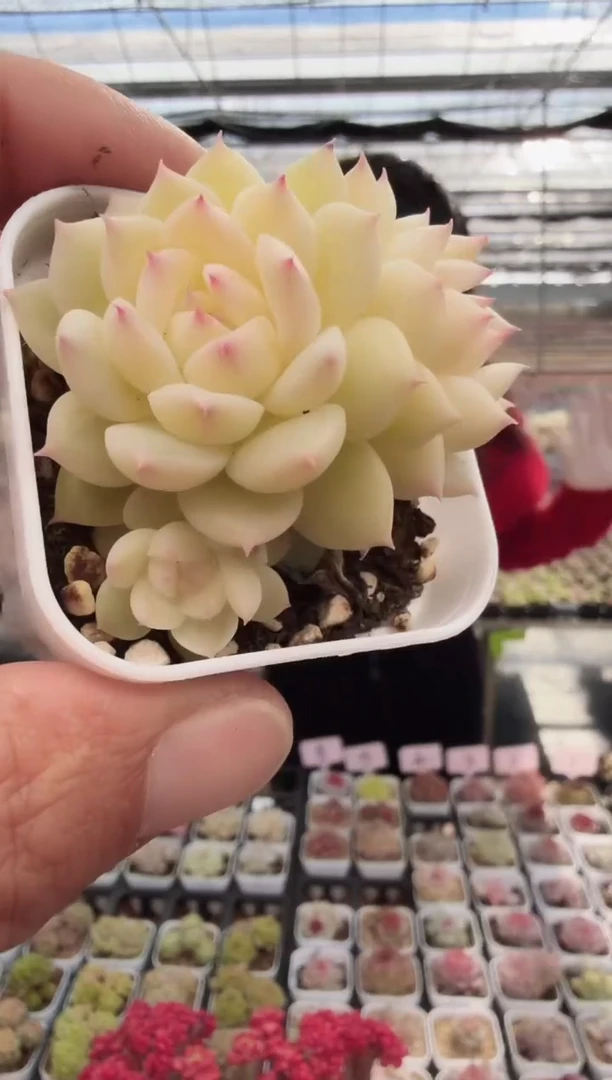 东云多肉园新款-37