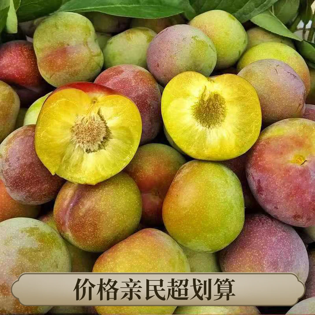 【坏果包赔】四川脱骨李茵红李子高山半边红脆红新鲜采摘脆甜水果