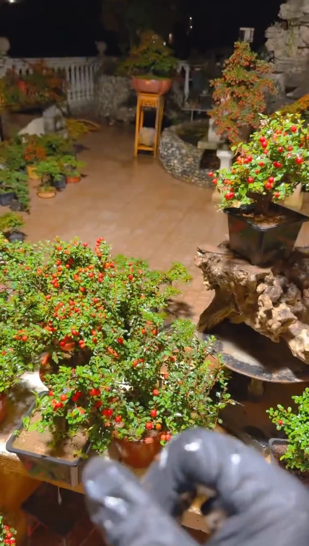 全部花朵西施大果 矮霸 随机发货