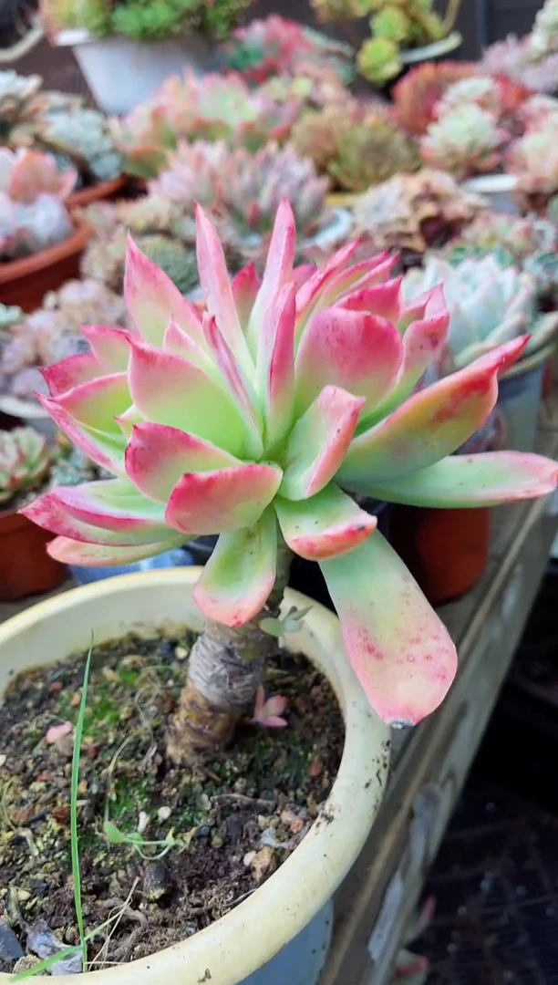 【闪购商品】06043